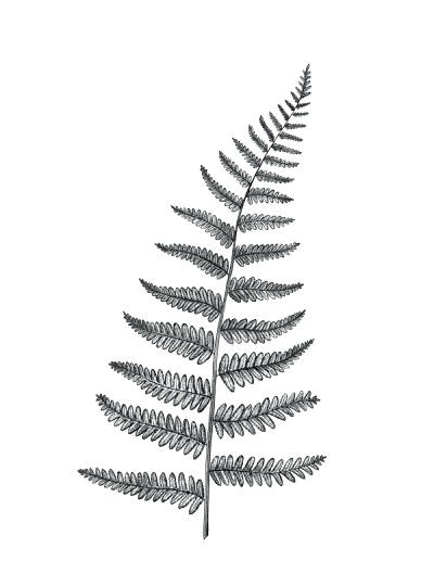 A black and white image of a fern.