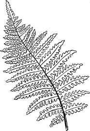 A black and white image of a fern.