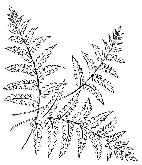 A black and white image of a fern.