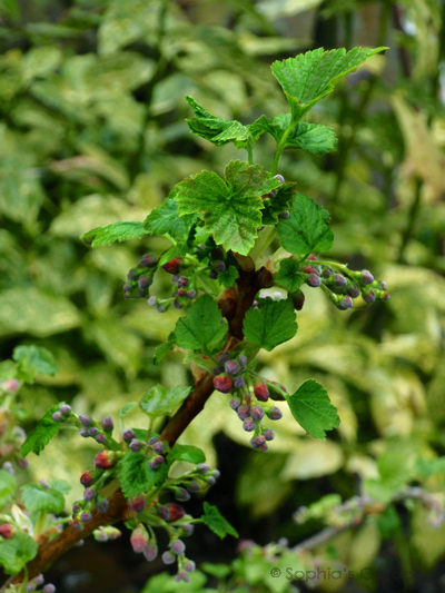 Blackcurrant buds - a symbol of new beginnings.