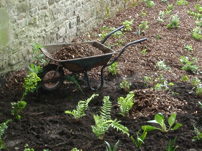 A wheelbarrow full of bark mulch within a flowerbed with freshly planted woodland plants such as ferns and Liriope muscari.
